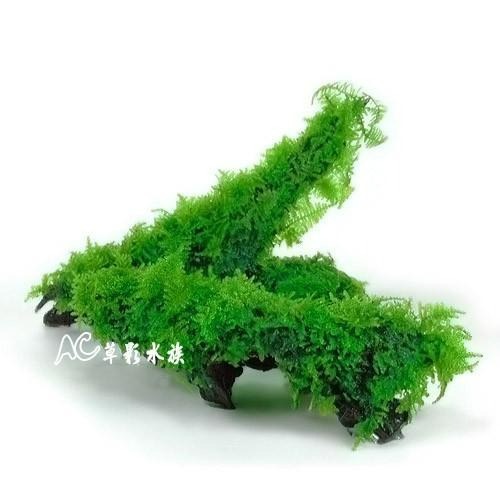 【AC草影】南美正三角默思沉木【一個】陰性水草 不需要二氧化碳 新手水草 低光水草 耐熱不需CO2 陰性草 新手 莫絲-細節圖3