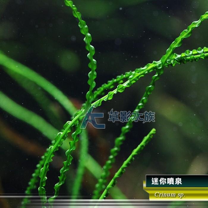 【AC草影】迷你噴泉【一株】ABB02022 陰性水草 陰性草 水生植物 真水草 綠水草 魚缸水草 水族箱水草 造景植物-細節圖2