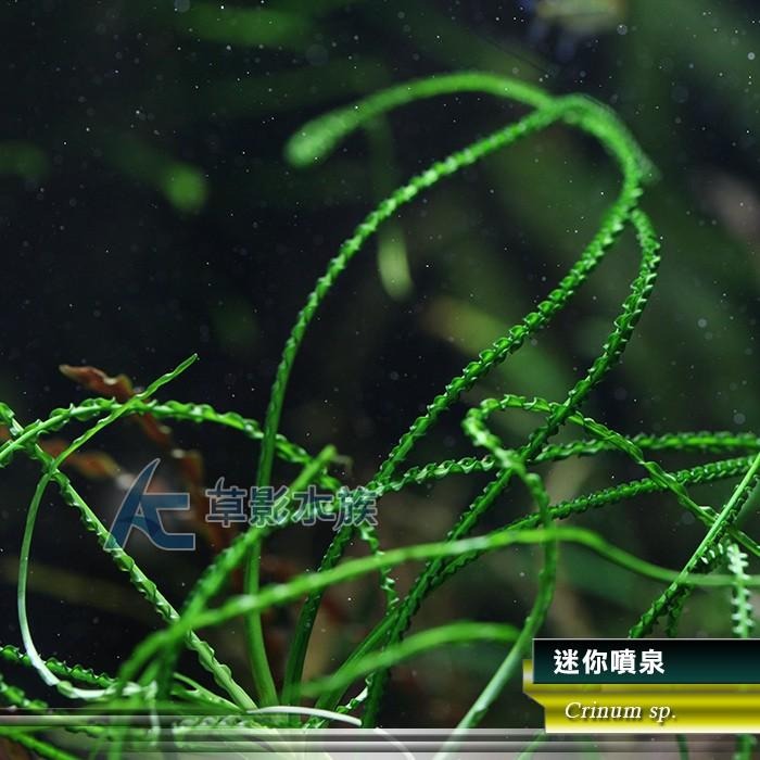 【AC草影】迷你噴泉【一株】ABB02022 陰性水草 陰性草 水生植物 真水草 綠水草 魚缸水草 水族箱水草 造景植物-細節圖3