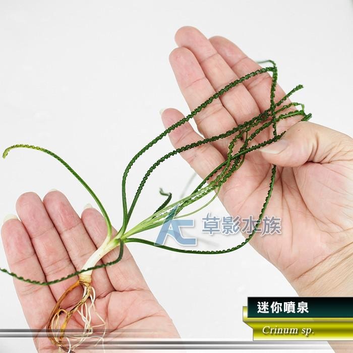 【AC草影】迷你噴泉【一株】ABB02022 陰性水草 陰性草 水生植物 真水草 綠水草 魚缸水草 水族箱水草 造景植物-細節圖4
