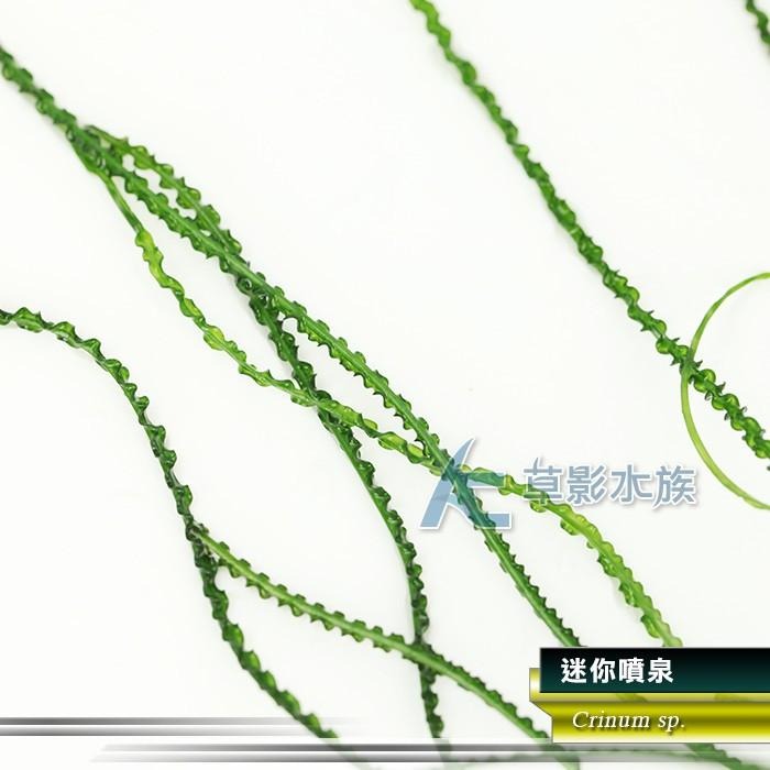 【AC草影】迷你噴泉【一株】ABB02022 陰性水草 陰性草 水生植物 真水草 綠水草 魚缸水草 水族箱水草 造景植物-細節圖5