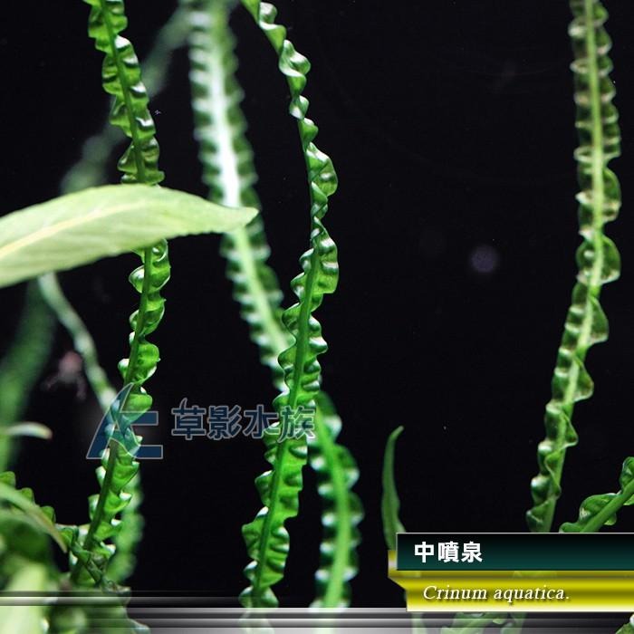 【AC草影】中噴泉【一株】ABB02021 陰性水草 陰性草 真水草 水生植物 魚缸造景-細節圖2