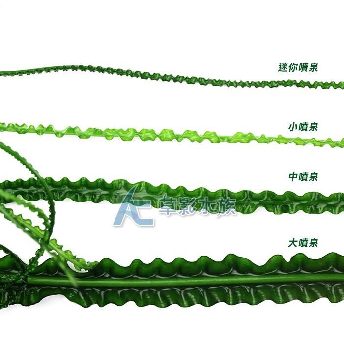 【AC草影】中噴泉【一株】ABB02021 陰性水草 陰性草 真水草 水生植物 魚缸造景-細節圖5