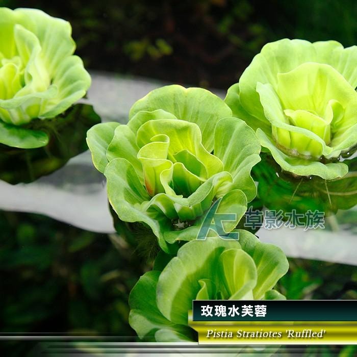 【AC草影】玫瑰水芙蓉【一株】漂浮水草 吸收水中養分 避免藻類 除藻 水草 不用co2 陽性水草 水草造景-細節圖2