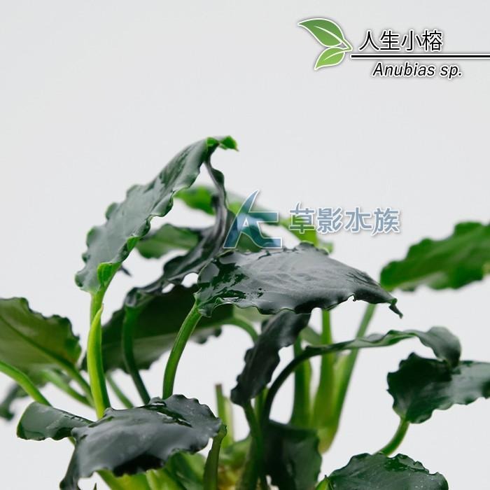 【AC草影】人生小榕【一株】水生植物 陰性水草 陰性草 不用CO2 不需要二氧化碳 真水草 魚缸綠水草 耐熱 不用CO2-細節圖3