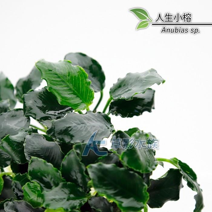【AC草影】人生小榕【一株】水生植物 陰性水草 陰性草 不用CO2 不需要二氧化碳 真水草 魚缸綠水草 耐熱 不用CO2-細節圖4
