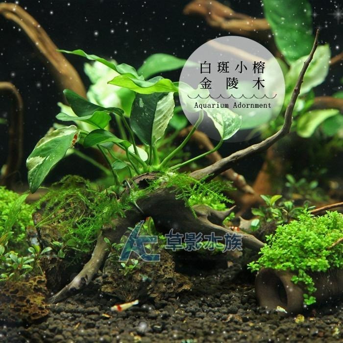 【AC草影】白斑小榕金陵木【一棵】陰性水草 陰性草 水生植物 魚缸造景 水草裝飾 水族裝飾品 耐熱 不用CO2-細節圖2