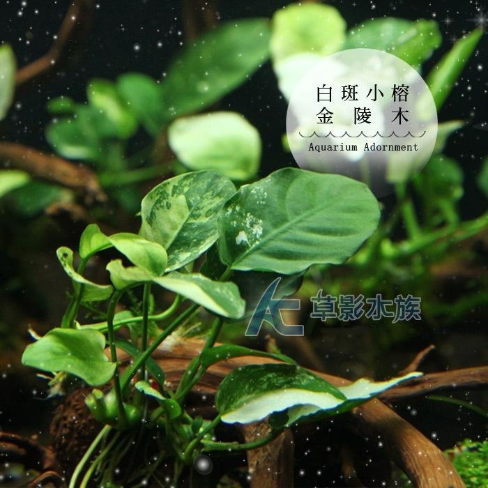 【AC草影】白斑小榕金陵木【一棵】陰性水草 陰性草 水生植物 魚缸造景 水草裝飾 水族裝飾品 耐熱 不用CO2-細節圖3