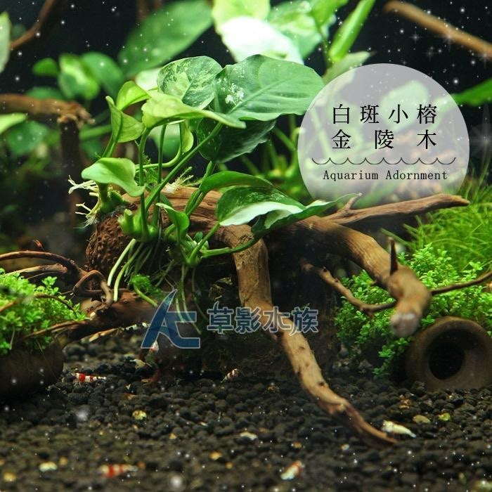 【AC草影】白斑小榕金陵木【一棵】陰性水草 陰性草 水生植物 魚缸造景 水草裝飾 水族裝飾品 耐熱 不用CO2-細節圖4