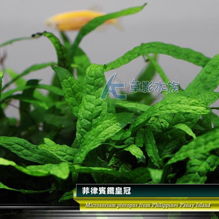 【AC草影】菲律賓鐵皇冠沉木【一棵】陰性水草 主景草 不須CO2 新手水草 不用二氧化碳 陰性草 耐熱 新手水草-細節圖2
