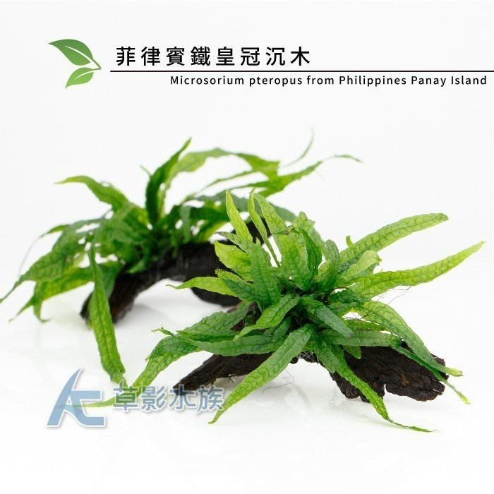 【AC草影】菲律賓鐵皇冠沉木【一棵】陰性水草 主景草 不須CO2 新手水草 不用二氧化碳 陰性草 耐熱 新手水草-細節圖4