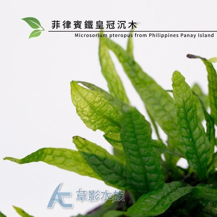 【AC草影】菲律賓鐵皇冠沉木【一棵】陰性水草 主景草 不須CO2 新手水草 不用二氧化碳 陰性草 耐熱 新手水草-細節圖5