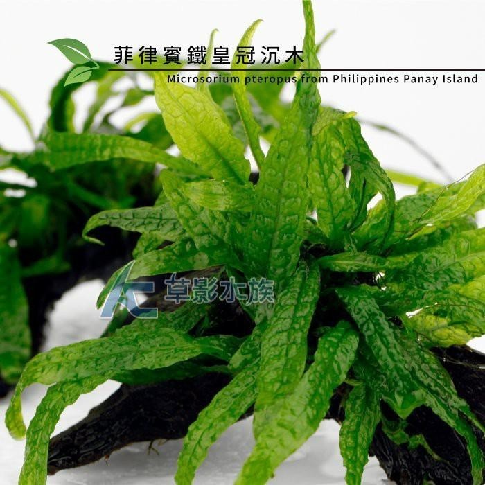 【AC草影】菲律賓鐵皇冠沉木【一棵】陰性水草 主景草 不須CO2 新手水草 不用二氧化碳 陰性草 耐熱 新手水草-細節圖7