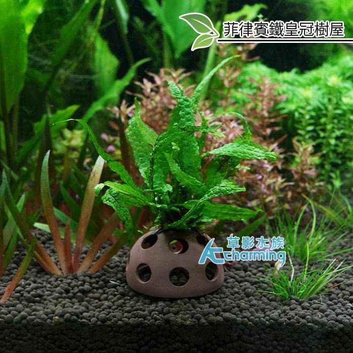 【AC草影】菲律賓鐵皇冠沉木【一棵】陰性水草 主景草 不須CO2 新手水草 不用二氧化碳 陰性草 耐熱 新手水草-細節圖8