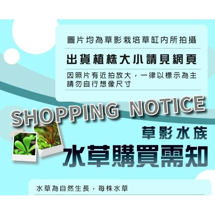 【AC草影】菲律賓鐵皇冠沉木【一棵】陰性水草 主景草 不須CO2 新手水草 不用二氧化碳 陰性草 耐熱 新手水草-細節圖9