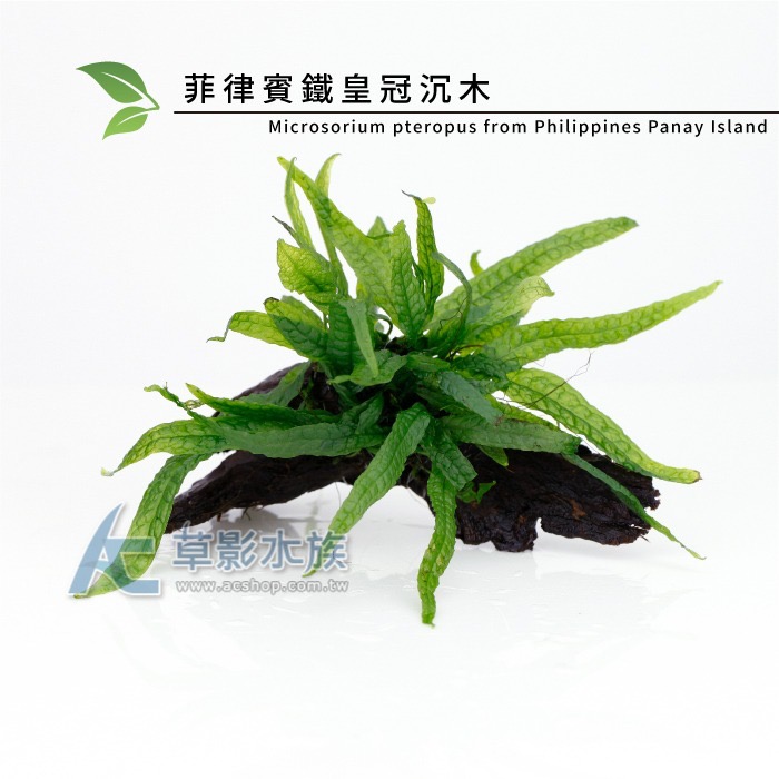 【AC草影】菲律賓鐵皇冠沉木【一棵】陰性水草 主景草 不須CO2 新手水草 不用二氧化碳 陰性草 耐熱 新手水草-規格圖9
