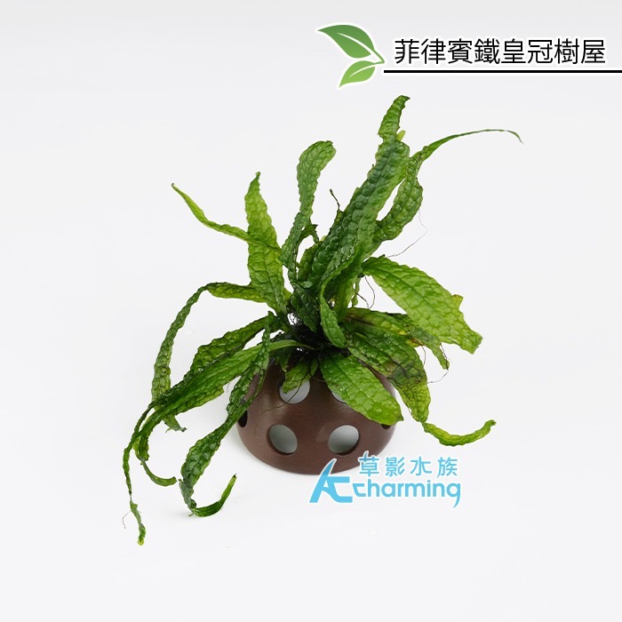 【AC草影】菲律賓鐵皇冠沉木【一棵】陰性水草 主景草 不須CO2 新手水草 不用二氧化碳 陰性草 耐熱 新手水草-規格圖9