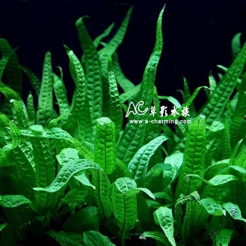 【AC草影】菲律賓鐵皇冠沉木【一棵】陰性水草 主景草 不須CO2 新手水草 不用二氧化碳 陰性草 耐熱 新手水草-規格圖9