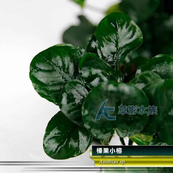 【AC草影】榛果小榕【一盆】陰性水草 陰性草 新手水草 陰性草 水草造景 水生植物 耐熱 不用CO2 綠水草 水草裝飾-細節圖2