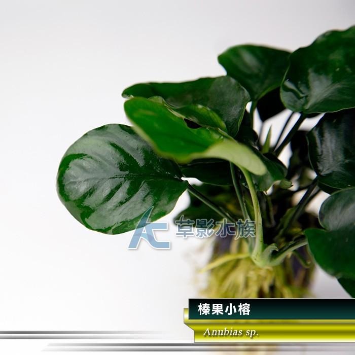 【AC草影】榛果小榕【一盆】陰性水草 陰性草 新手水草 陰性草 水草造景 水生植物 耐熱 不用CO2 綠水草 水草裝飾-細節圖3