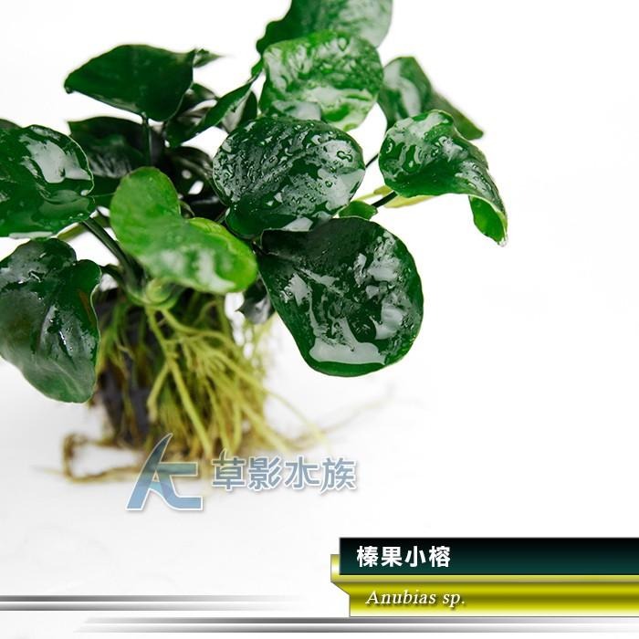 【AC草影】榛果小榕【一盆】陰性水草 陰性草 新手水草 陰性草 水草造景 水生植物 耐熱 不用CO2 綠水草 水草裝飾-細節圖4