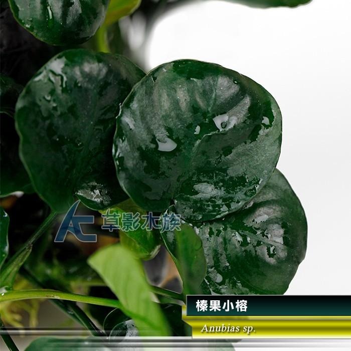 【AC草影】榛果小榕【一盆】陰性水草 陰性草 新手水草 陰性草 水草造景 水生植物 耐熱 不用CO2 綠水草 水草裝飾-細節圖5