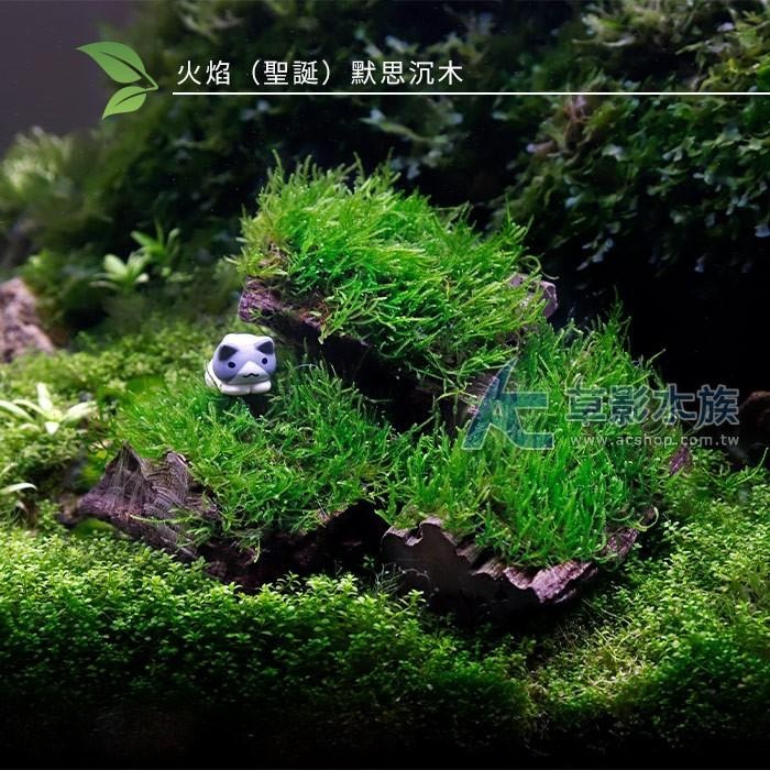 【AC草影】火焰（聖誕）默思沉木【一棵】陰性水草 陰性草 不用CO2 不用二氧化碳 水生植物 水草造景 魚缸裝飾-細節圖2