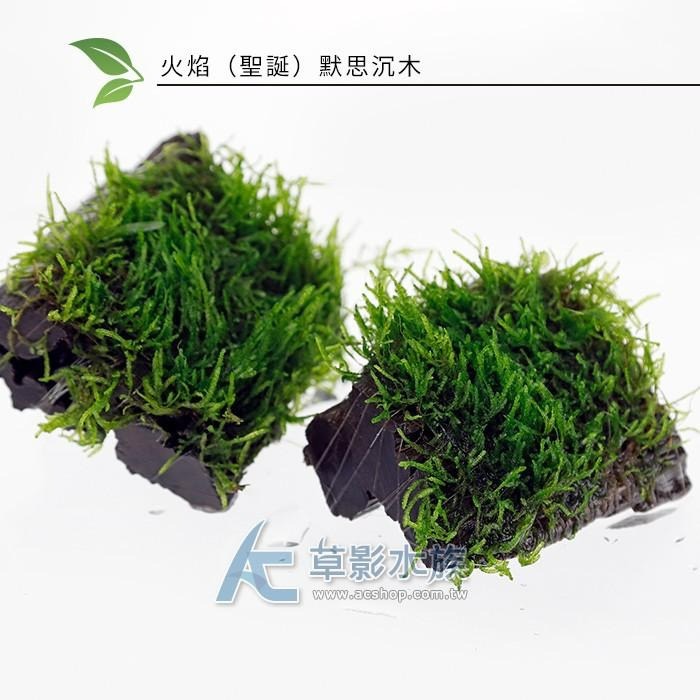 【AC草影】火焰（聖誕）默思沉木【一棵】陰性水草 陰性草 不用CO2 不用二氧化碳 水生植物 水草造景 魚缸裝飾-細節圖3