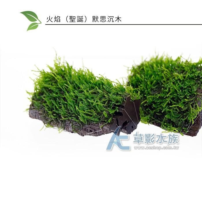 【AC草影】火焰（聖誕）默思沉木【一棵】陰性水草 陰性草 不用CO2 不用二氧化碳 水生植物 水草造景 魚缸裝飾-細節圖4