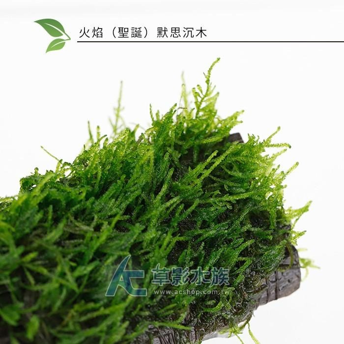 【AC草影】火焰（聖誕）默思沉木【一棵】陰性水草 陰性草 不用CO2 不用二氧化碳 水生植物 水草造景 魚缸裝飾-細節圖5