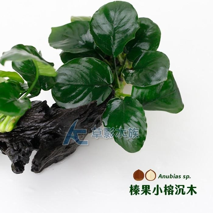【AC草影】榛果小榕沉木【一棵】陰性水草 陰性草 新手水草 陰性草 水草造景 水生植物 耐熱 不用CO2 綠水草-細節圖2