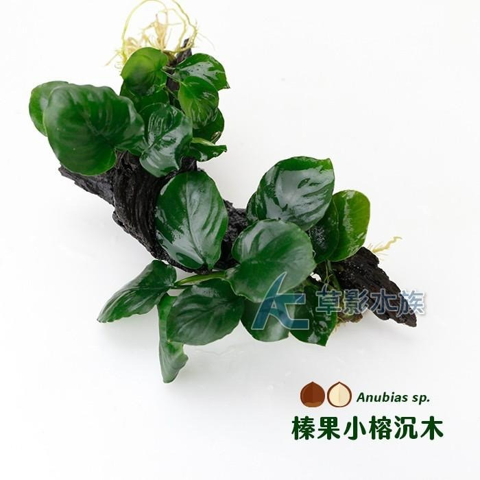 【AC草影】榛果小榕沉木【一棵】陰性水草 陰性草 新手水草 陰性草 水草造景 水生植物 耐熱 不用CO2 綠水草-細節圖3