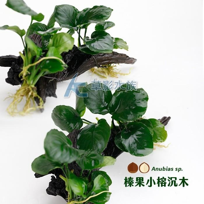 【AC草影】榛果小榕沉木【一棵】陰性水草 陰性草 新手水草 陰性草 水草造景 水生植物 耐熱 不用CO2 綠水草-細節圖4
