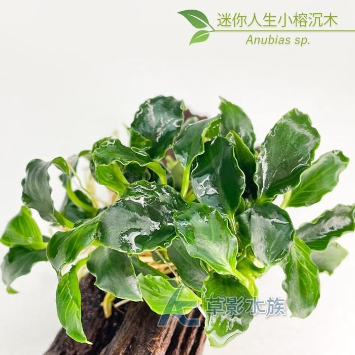 【AC草影】迷你人生小榕沉木（S）【一棵】陰性水草 陰性草 水草造景 水族裝飾 魚缸造景 真水草 綠水草-細節圖2
