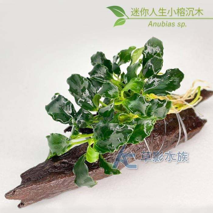 【AC草影】迷你人生小榕沉木（S）【一棵】陰性水草 陰性草 水草造景 水族裝飾 魚缸造景 真水草 綠水草-細節圖3