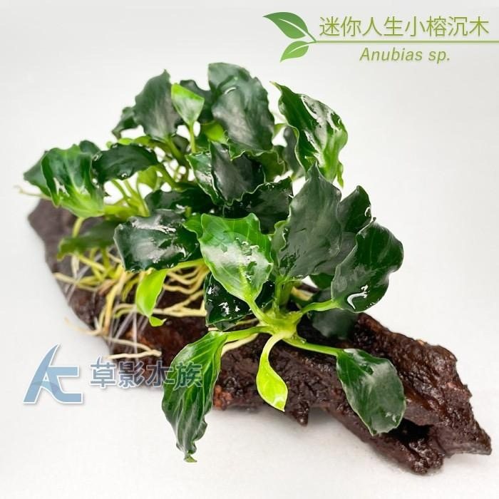 【AC草影】迷你人生小榕沉木（S）【一棵】陰性水草 陰性草 水草造景 水族裝飾 魚缸造景 真水草 綠水草-細節圖4