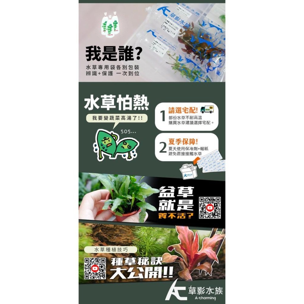 【AC草影】迷你人生小榕沉木（S）【一棵】陰性水草 陰性草 水草造景 水族裝飾 魚缸造景 真水草 綠水草-細節圖5