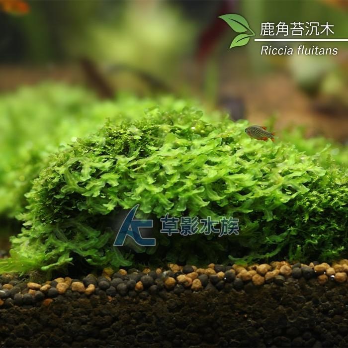 【AC草影】大鹿角苔沉木   【一棵】AAE05053 陰性水草 不用co2 不需二氧化碳 陰性草-細節圖2