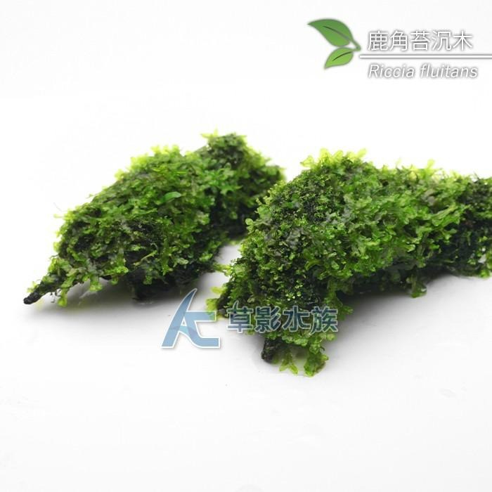 【AC草影】大鹿角苔沉木   【一棵】AAE05053 陰性水草 不用co2 不需二氧化碳 陰性草-細節圖3