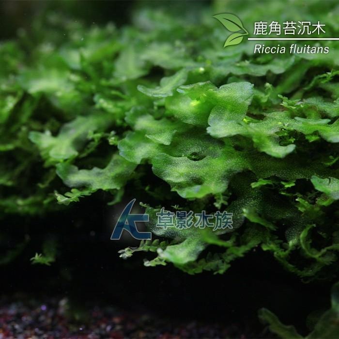 【AC草影】大鹿角苔沉木   【一棵】AAE05053 陰性水草 不用co2 不需二氧化碳 陰性草-細節圖4