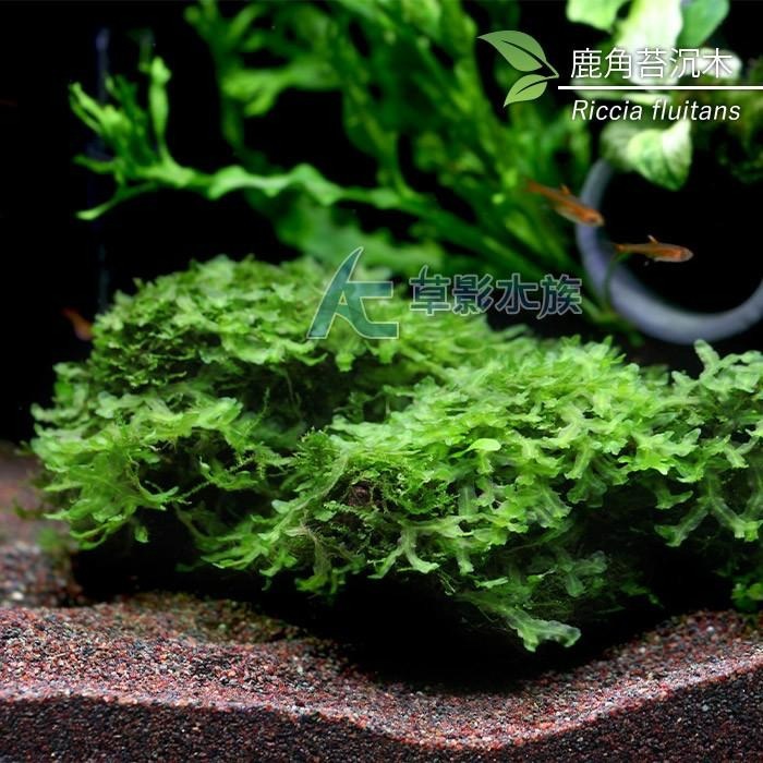 【AC草影】大鹿角苔沉木   【一棵】AAE05053 陰性水草 不用co2 不需二氧化碳 陰性草-細節圖5