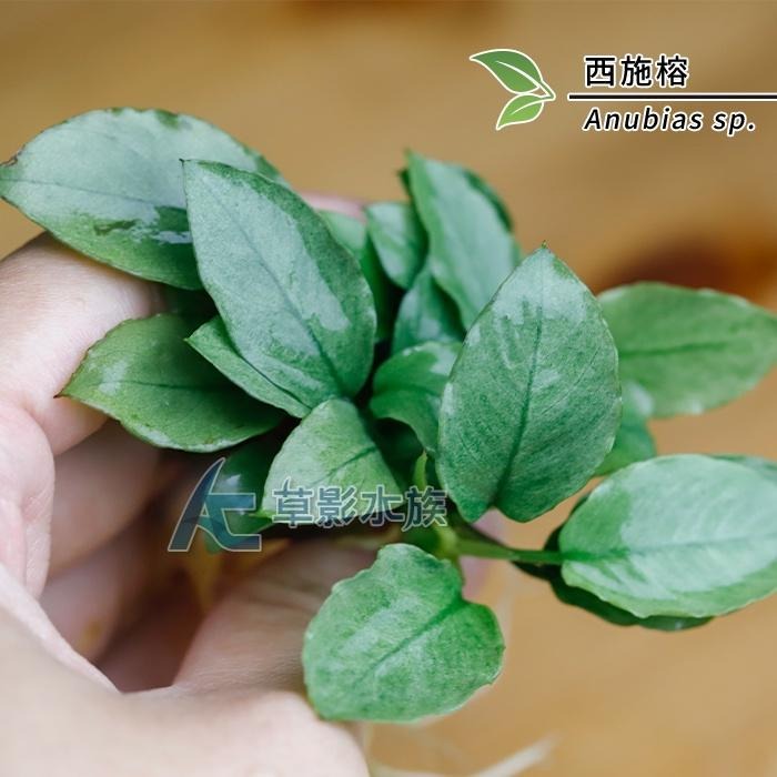 【AC草影】西施榕【一盆】陰性水草 陰性草-細節圖2