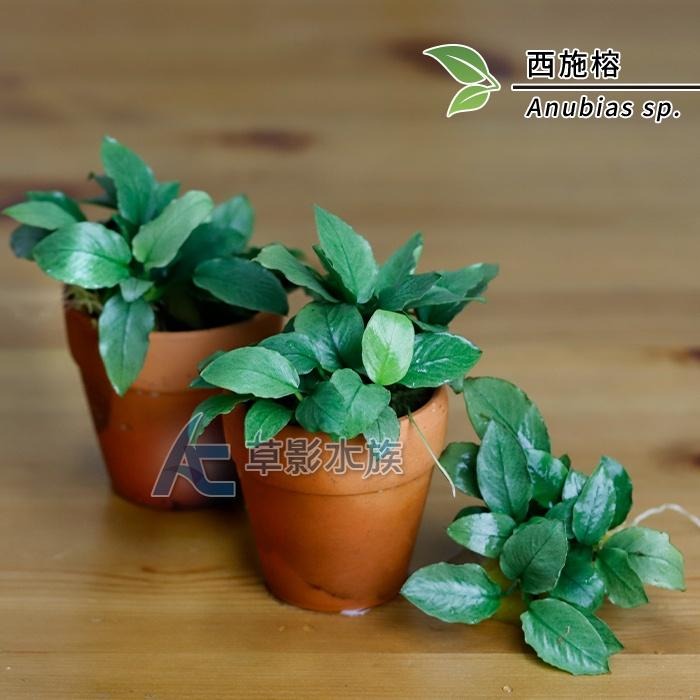 【AC草影】西施榕【一盆】陰性水草 陰性草-細節圖3