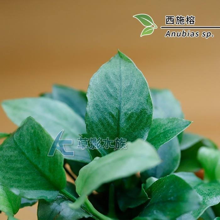 【AC草影】西施榕【一盆】陰性水草 陰性草-細節圖4
