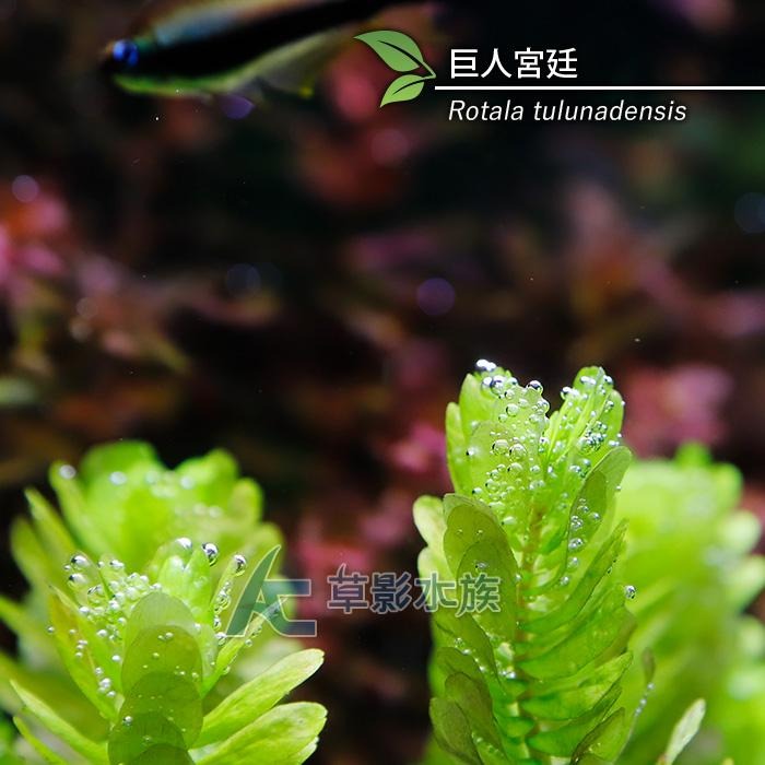 【AC草影】巨人宮廷【兩株】圓葉蝴蝶 陽性水草 水草造景 魚缸造景 真水草 水生植物 綠水草 水草造景-細節圖2
