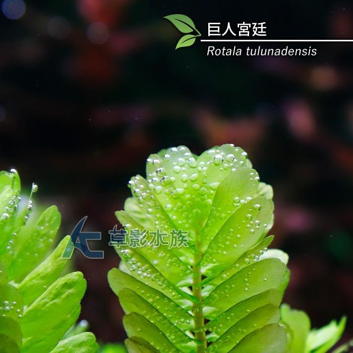 【AC草影】巨人宮廷【兩株】圓葉蝴蝶 陽性水草 水草造景 魚缸造景 真水草 水生植物 綠水草 水草造景-細節圖3