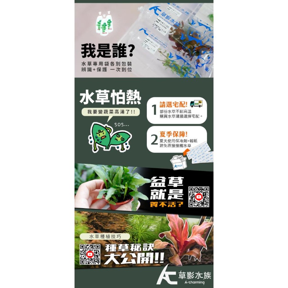 【AC草影】巨人宮廷【兩株】圓葉蝴蝶 陽性水草 水草造景 魚缸造景 真水草 水生植物 綠水草 水草造景-細節圖4