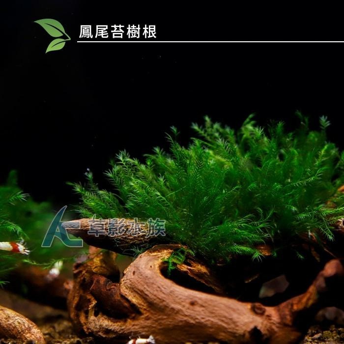 【AC草影】美國鳳尾苔樹根【一棵】陰性水草 陰性草 不用二氧化碳 中景草 前景草 魚缸造景 水族箱水草 真水草-細節圖2