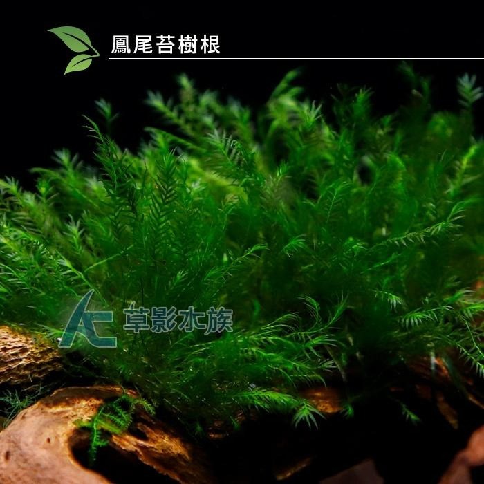 【AC草影】美國鳳尾苔樹根【一棵】陰性水草 陰性草 不用二氧化碳 中景草 前景草 魚缸造景 水族箱水草 真水草-細節圖3