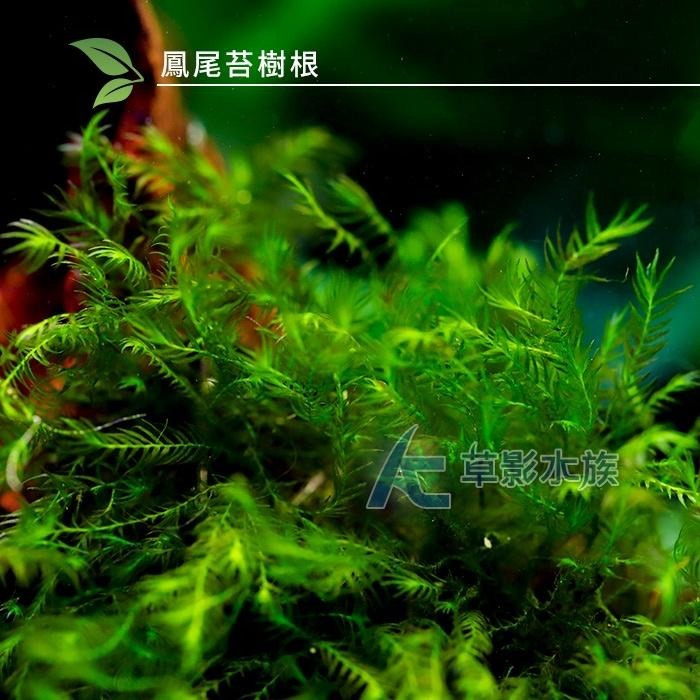 【AC草影】美國鳳尾苔樹根【一棵】陰性水草 陰性草 不用二氧化碳 中景草 前景草 魚缸造景 水族箱水草 真水草-細節圖4